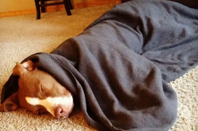 狗狗的迷惑行为：宁睡地板不睡狗窝，原因你要知道