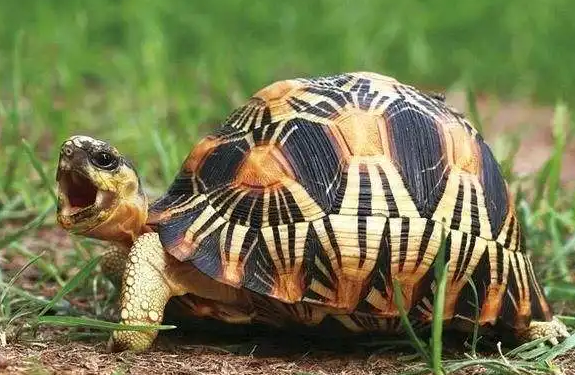 苏卡达一天喂几次？一定要提前了解清楚