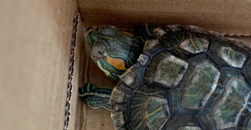 地图龟白眼会自愈吗？来看看答案