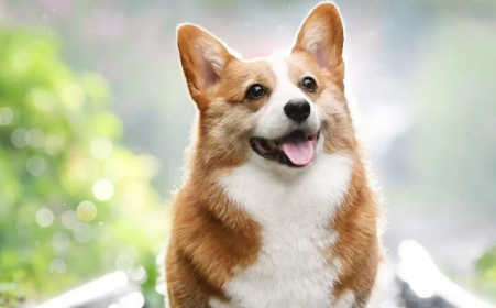 柯基脸长好还是脸短好？我来帮你解答！