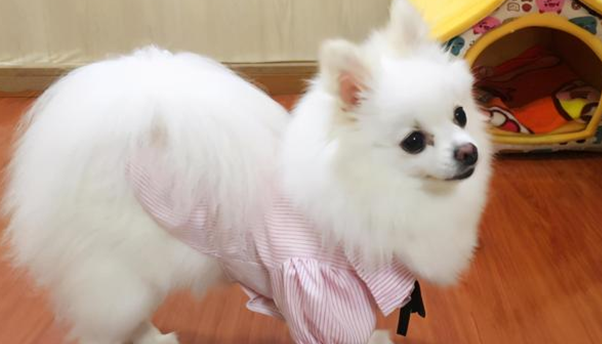 如何让狗狗的毛光泽美观？铲屎官快来学习一下