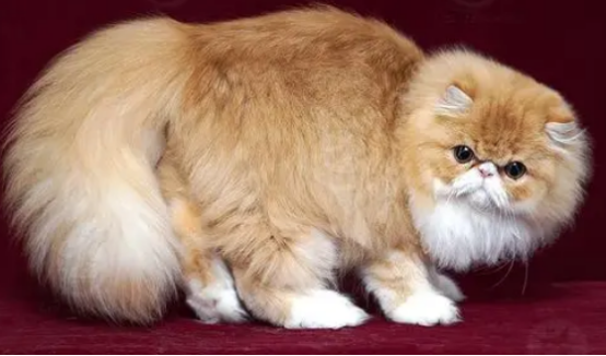 长毛和短毛加菲哪个贵?这里或许有你想要的答案! 长毛和短毛加菲哪个贵?这里或许有你想要的答案!