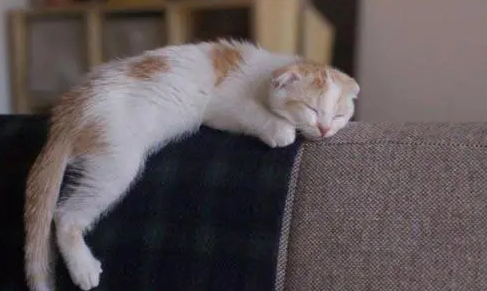 猫咪能吃太多零食吗？天天吃零食，会有这些危害