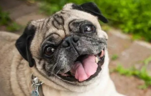 巴扎黑是什么狗？原来它就是八哥犬！