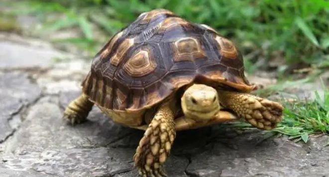 如何判断乌龟冬眠结束，看完你就知道