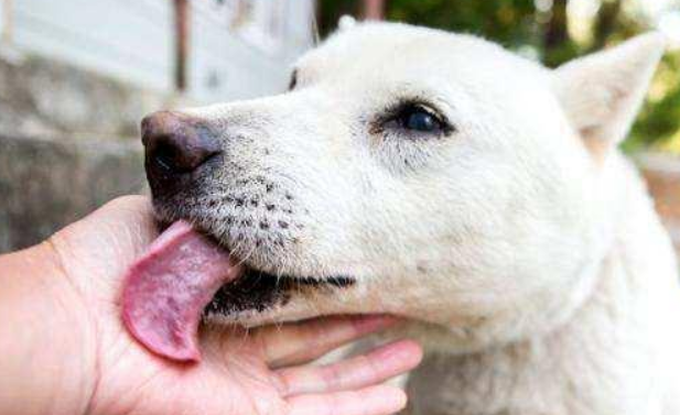 狗狗舔地面是怎么回事？主人要留意了！