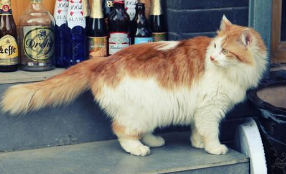 猫咪拉肚子怎么办？先分析原因，再采取正确对策！