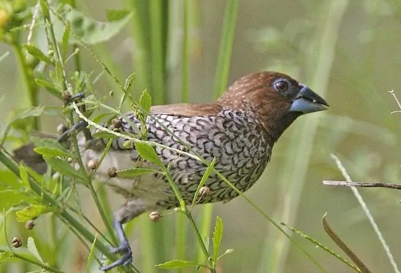 想养斑文鸟的人看过来，它不仅价格便宜，而且很好养！