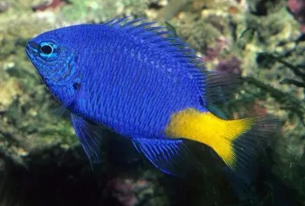 黄尾蓝魔鬼的寿命有多长？说了你别不信