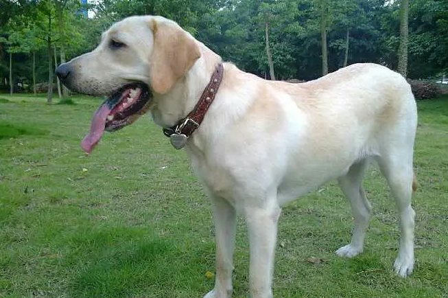 拉布拉多犬是哪个国家的品种？一文告诉你答案