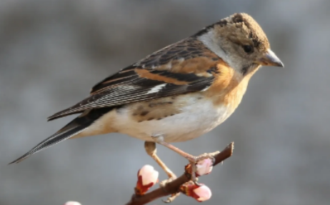 燕雀如何饲养，来看你就懂了~