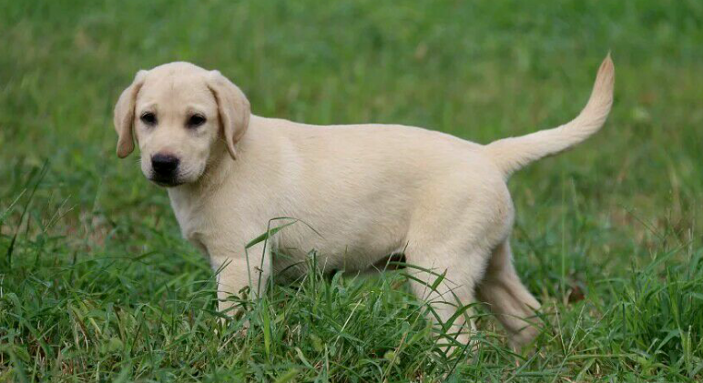 拉布拉多是什么犬种?看完这篇文章你就知道了 拉布拉多是什么犬种?看完这篇文章你就知道了