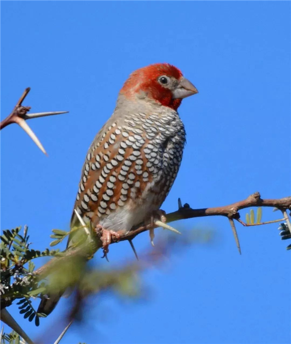 活泼爱唱歌，一文为你揭开环喉雀的神秘面纱