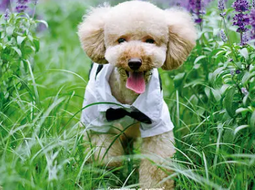 怎么让狗狗不乱吃东西？我来告诉你~