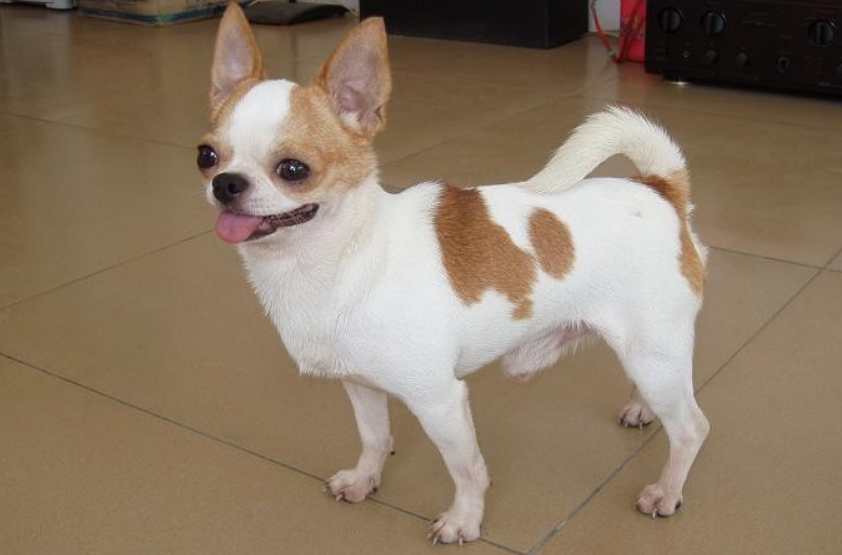 《汪汪队立大功》里面的狗,叫什么名字? 《汪汪队立大功》里面的狗,叫什么名字?