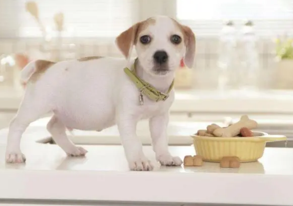 经常喂零食给狗狗，导致不爱吃狗粮，如何解决狗狗挑食？