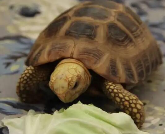 谁说陆龟不认主？特拉凡柯陆龟第一个不服