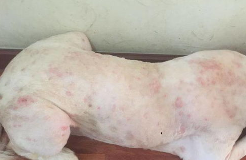 养健康狗需驱除六种寄生虫吗？来看看吧