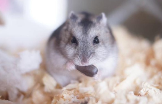 金丝熊公母能一起养吗？看完本文大家就了解了