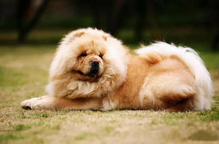 松狮的性格优点和缺点是什么？宠主们快来围观!