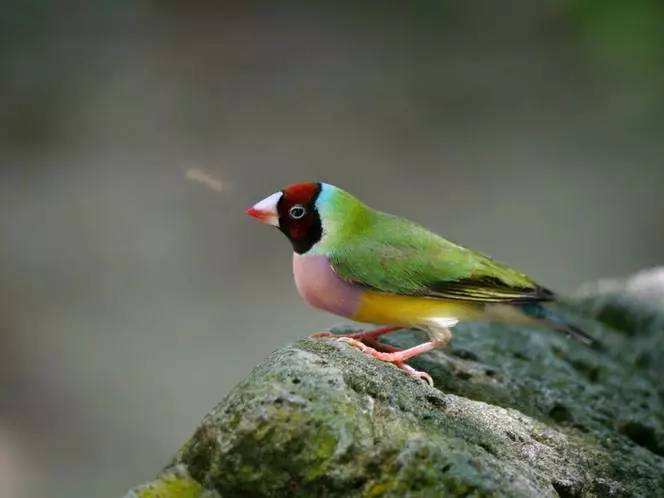 七彩文鸟品相的介绍,速来get一下~ 七彩文鸟品相的介绍,速来get一下~