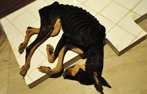 狗狗太瘦啦！几个增肥小技巧分享给大家