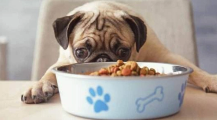 狗粮的保质期是多久，来了解下吧