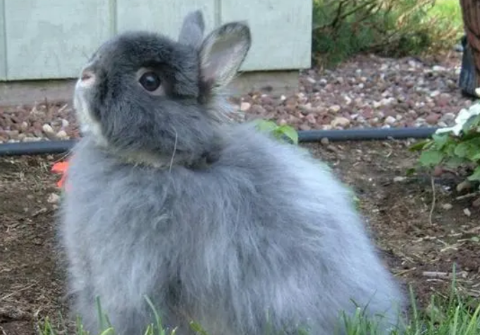 你们说，泽西长毛兔怎么喂养？