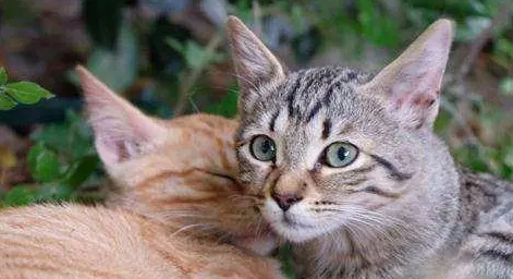 小公猫几个月发情一次？看完你就知道了