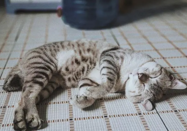 给猫换猫粮是必须的吗？多久换一次？