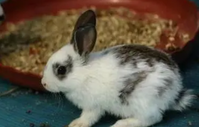 英国斑点兔能长多大？好奇的来看看吧