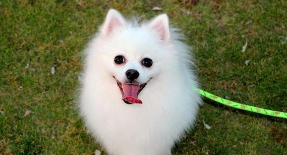 银狐犬和博美的区别是什么？感兴趣的来看看！