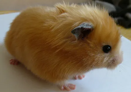 如何挑选西施熊？不清楚的快来看看！