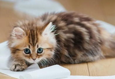 猫不吃东西四肢瘫软站不起来？速来看原因！