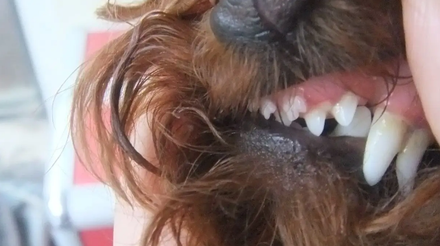 不知道小狗狗几个月换牙齿？来这了解一下