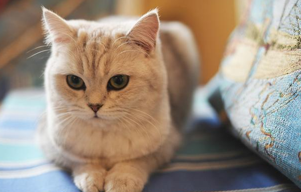 如果猫咪应激反应能够预防，盖夫静心宝给予最大助力 