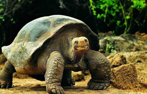 给你说说，乌龟会得新型冠状病毒吗？