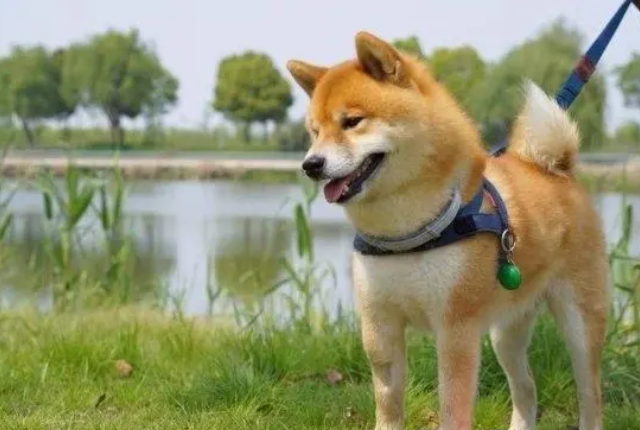 靠谱的知识，狗狗体外驱虫就用索来多