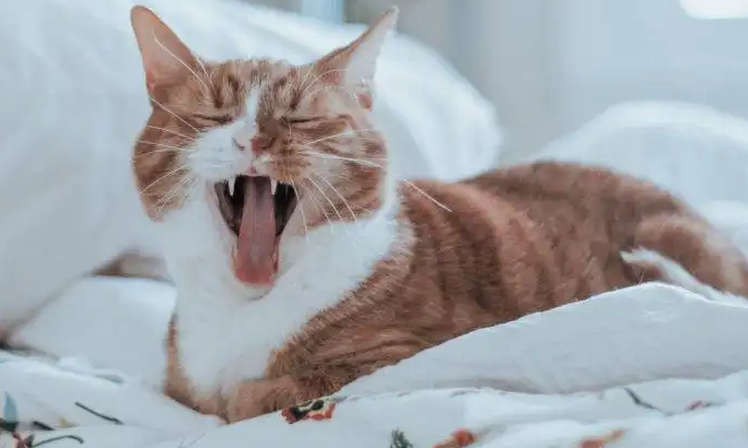 小猫打喷嚏流鼻涕怎么办?试试这个办法 小猫打喷嚏流鼻涕怎么办?试试这个办法