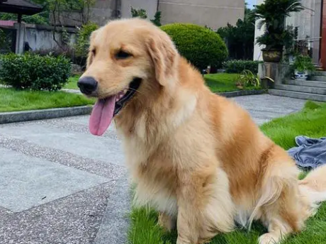 你知道金毛最调皮的阶段是什么时候吗？