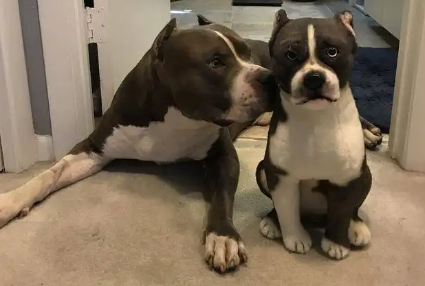 比特犬为什么不怕疼痛？竟然是因为这个