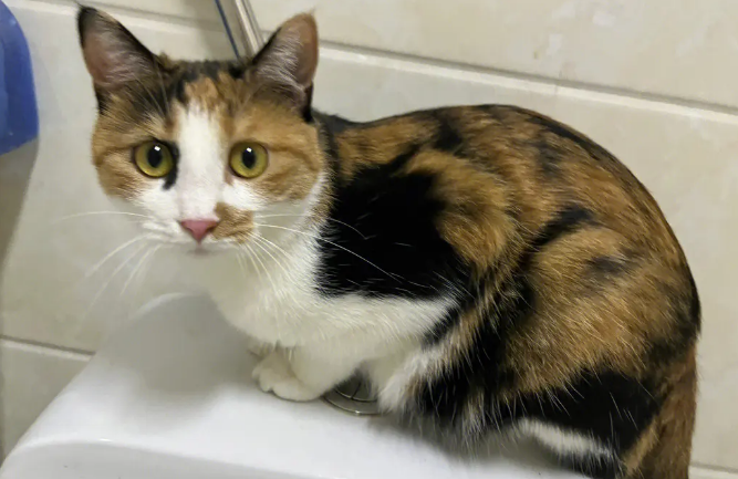 猫为什么喜欢在卫生间趴着?最后一种情况要重视! 猫为什么喜欢在卫生间趴着?最后一种情况要重视!