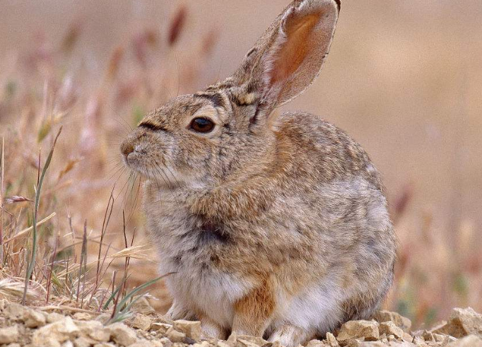 沙漠棉尾兔为什么不怕热是因为这个 沙漠棉尾兔为什么不怕热是因为这个