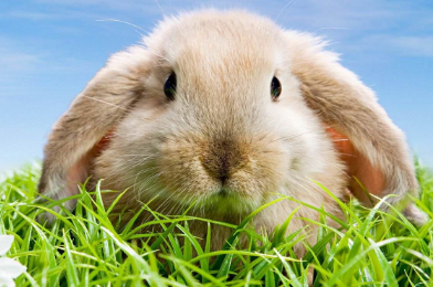 法国垂耳兔怕冷吗？我来告诉你！