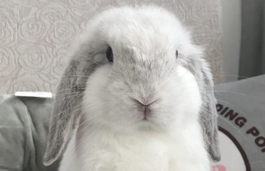 兔兔突然被踩到了，我们应该如何处理~