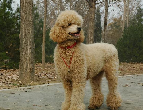 大泰迪叫什么巨型贵宾犬？不知道的看这里！