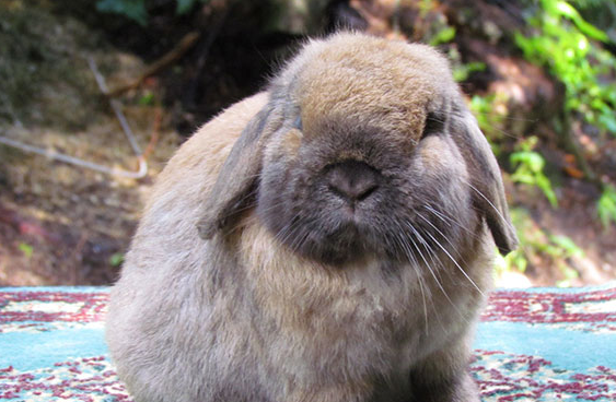 训练荷兰垂耳兔的技能方法在这里