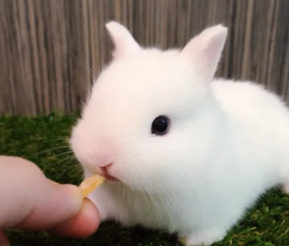英种小型兔的价格在这里，带你了解行情
