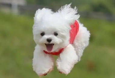 今日学习:如何让狗狗多喝水? 今日学习:如何让狗狗多喝水?