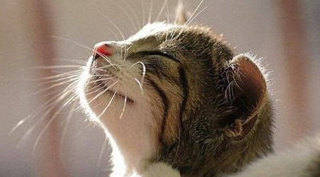 猫癣怎么治疗？方法是什么？